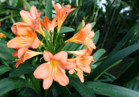 Top Different Types Of Lilies Lily Divisions Photos Types Of