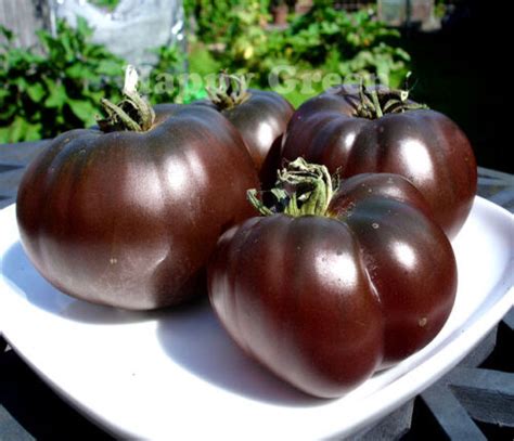 Vegetable Seeds Tomato Black 30 Seeds Black Prince Tomato Seeds