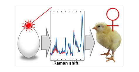 In Ovo Sexing Of Domestic Chicken Eggs By Raman Spectroscopy Analytical Chemistry