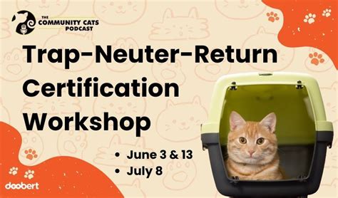 From Stray to Superstar: The Benefits of Trap-Neuter-Return for Feral Cat Colonies - Doobert