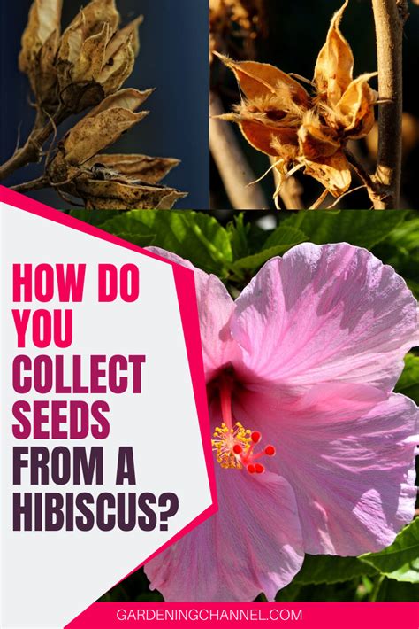 Types of Hibiscus Plants: Red and Yellow Varieties