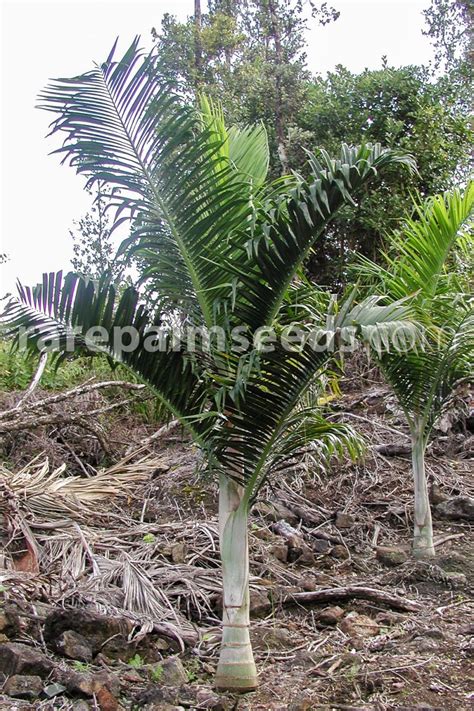 Dypsis Pembana Acheter Des Graines Sur Rarepalmseeds