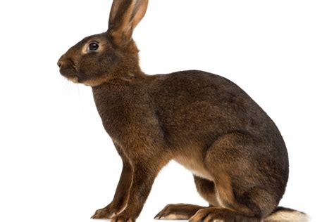 Belgian Hare Rabbit Size Color Behavior Temperament