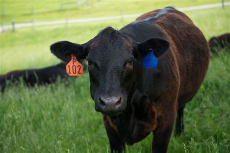 Kentucky Beef Book Available Online College News