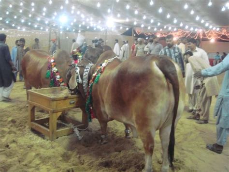 Best Bulls Of Bakra Eid: Dilpasand-Cattle-Farm-51