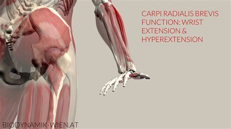 Extensor Carpi Radialis Brevis Function Extension Hyperextension 3d