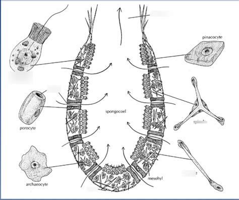 Porifera Lab Practical Diagram Quizlet