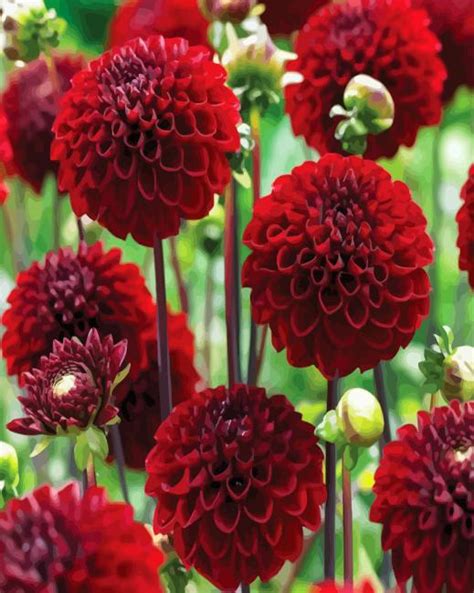 Dark Red Dahlias Paint By Numbers - Numeral Paint Kit