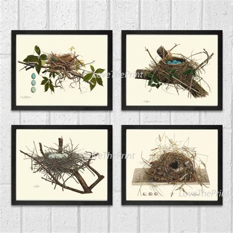 Bird Nest Egg Print Set Of 4 Botanical Art 8x10 Antique Natural Science