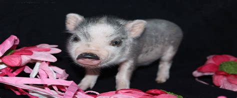 Charming Mini Pigs Breeders Of American Mini Pigs