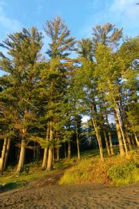 Maine State Tree – Eastern White Pine – 50States.com