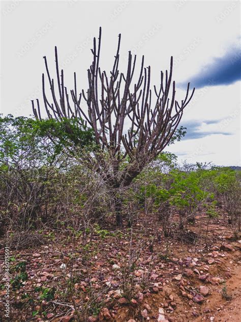 Imagem De Uma Regi O Rural No Sert O Do Cariri Conta A Caatinga