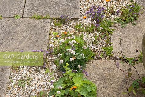 Gap Gardens Plants Growing In Gravel Between Paving Slabs Image No 0279750 Photo By Fiona Lea