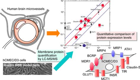 Quantitative Targeted Absolute Proteomic Analysis Of Transporters Receptors And Junction