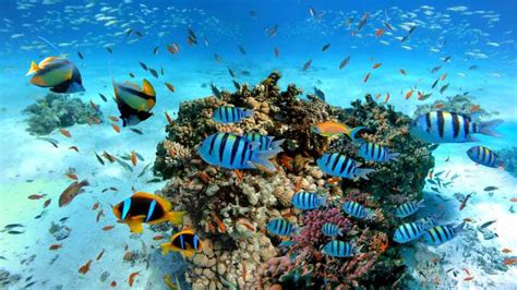 Hurghada Giftun Island Tour Mit Schnorcheln Buffet Mittagessen