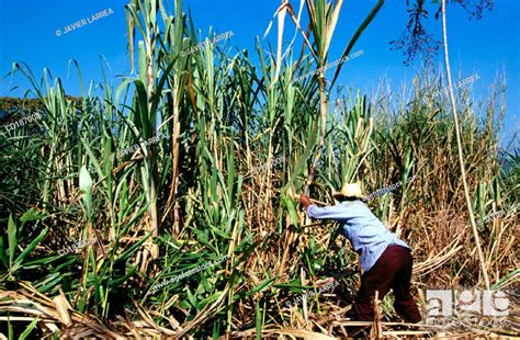 Cutting sugar cane. Veracruz. Mexico, Stock Photo, Picture And Royalty ...