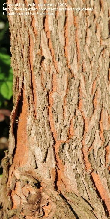 PlantFiles Pictures Metasequoia Dawn Redwood Goldrush Metasequoia