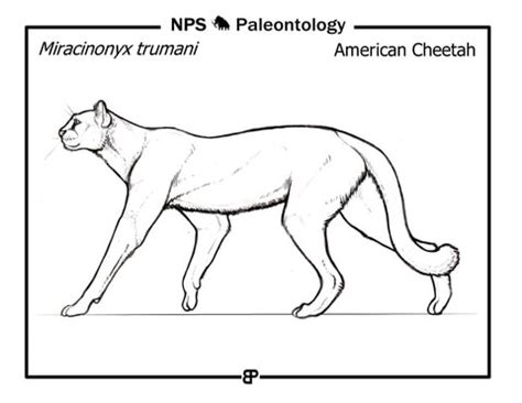 Prehistoric American Cheetah (Miracinonyx Trumani) coloring page | Free ...