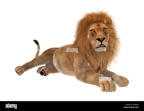 D Rendering Male Lion On White Stock Photo Alamy