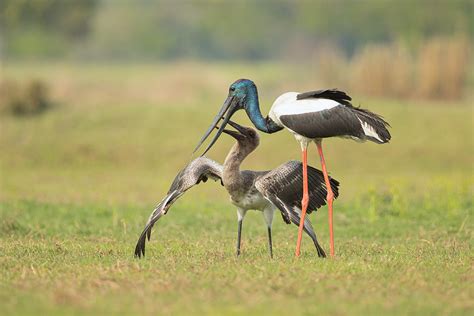 Black Necked Stork Feeding Young Francis J Taylor Photography