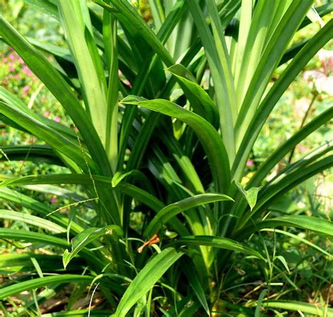 Discover The Amazing Health Benefits Of Pandan Leaves