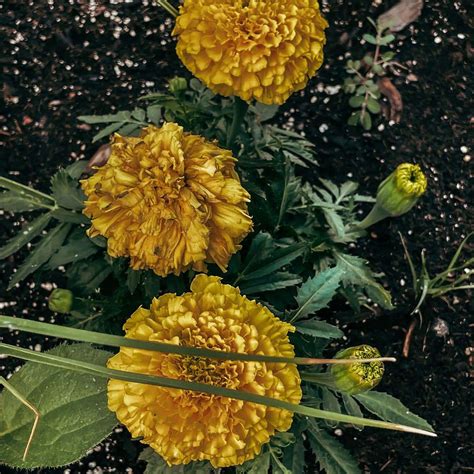 Why Are My Marigold Dying Best Tips To Revive