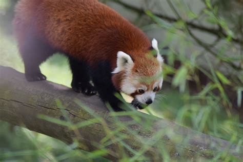 Photo of Red Panda Sleeping on Tree Branch · Free Stock Photo