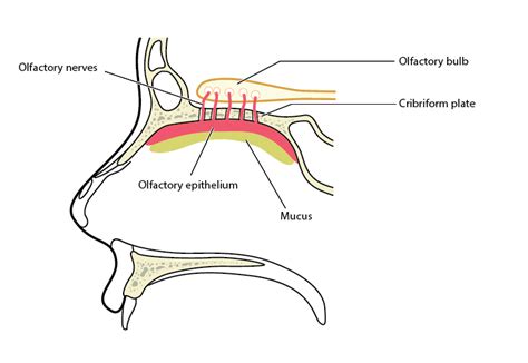 The Cribriform Plate And Neurodegenerative Disease