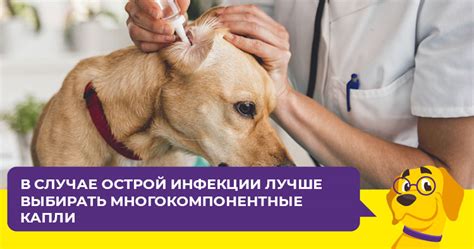 Отибиовет и отибиовин в чем разница, отидез аналоги инструкция по ...