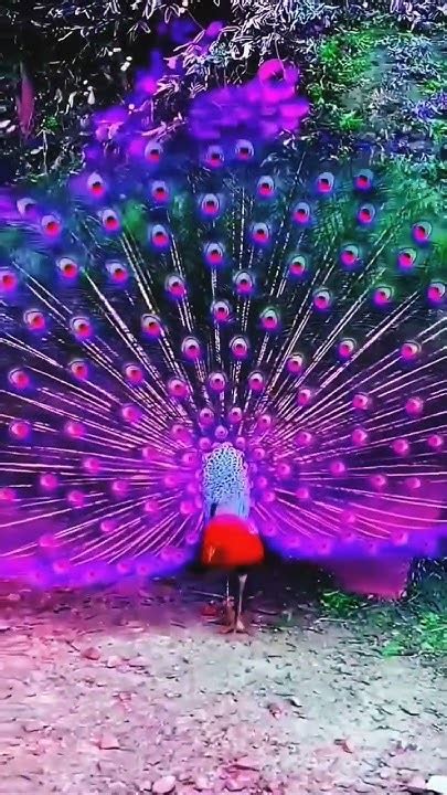 🦚have You See Different Colorful Beautiful Peacock Dancing🦚 Shorts