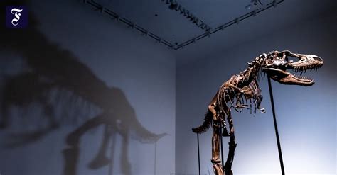 Gorgosaurus skeleton set to sell for millions in New York - TIme News