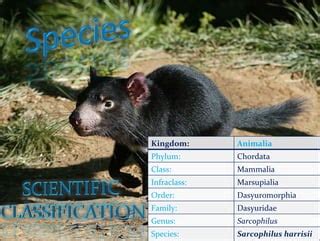 Tasmanian devil | PPT