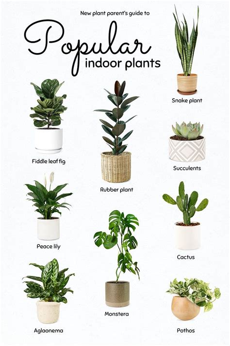 Indoor plants for beginners – Artofit