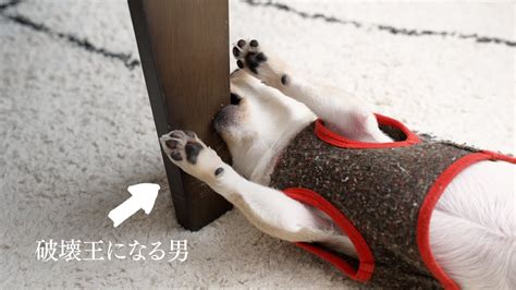 犬の噛み癖ひどい子必見！スプレーでしつけて治す治し方 Youtube