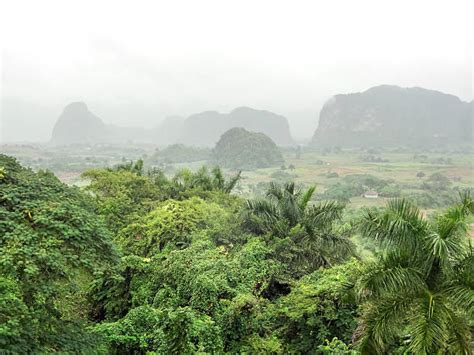 Royalty Free Cuba Rainforest Tropical Rainforest Island Pictures