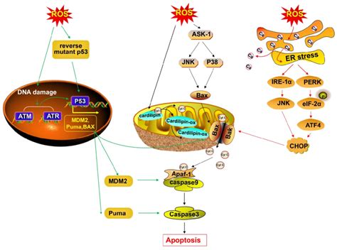 The Accumulation Of ROS Causes Cancer Cell Apoptosis Accumulated ROS