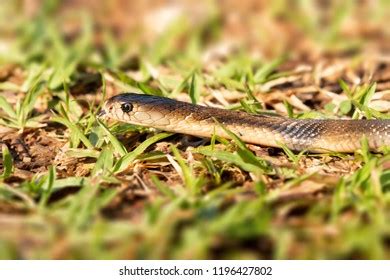 63 Snake venom glands Images, Stock Photos & Vectors | Shutterstock