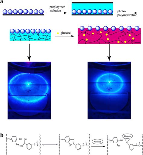boronate ester bond formed  phenylboronic acid  dopamine