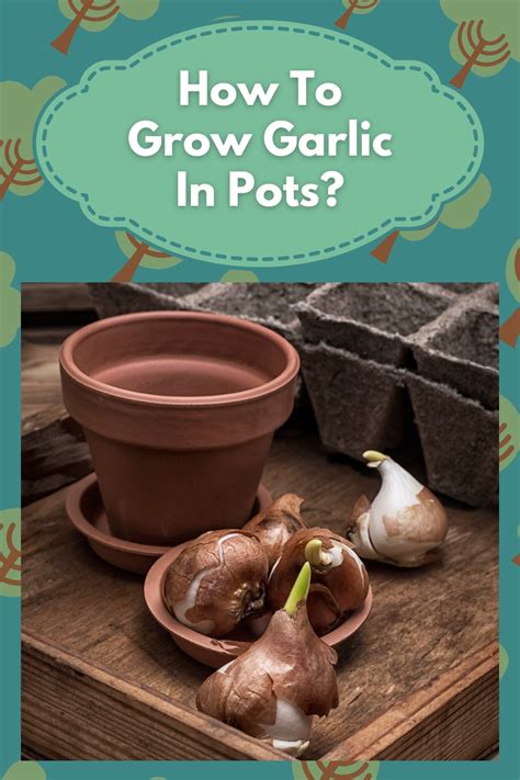 How To Grow Garlic In Pots Or Containers Artofit