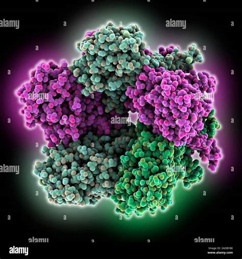 El Virus Del Papiloma Humano Importante Prote Na C Pside Modelo De