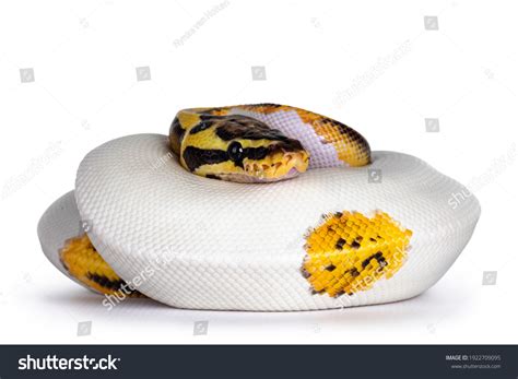 Ball Python