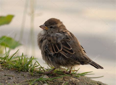 Gorrión de árbol eurasiático Passer montanus hermoso pájaro polluelo