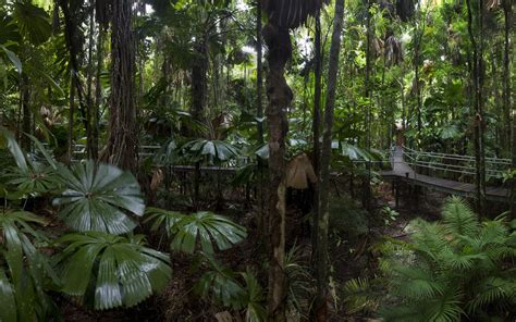 Daintree Rainforest Queensland | RAINFOREST ANIMAL