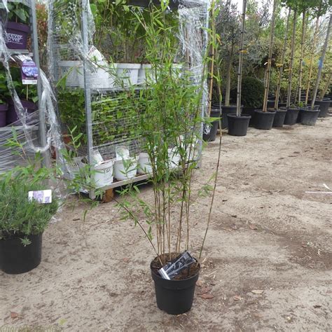 Non Invasive Black Bamboo Plants Fargesia Nitida Black Pearl Delivery By Charellagardens