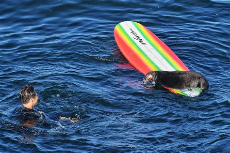 What will happen to Santa Cruz’s surfing sea otter? | KRON4