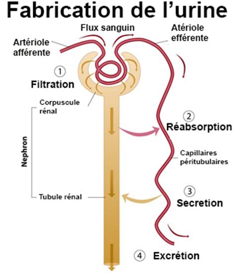 Fonction rénale définition docteurclic