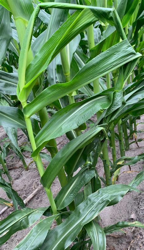 Twisted Whorl Syndrome In Corn Surfaces In North Florida Uf Ifas