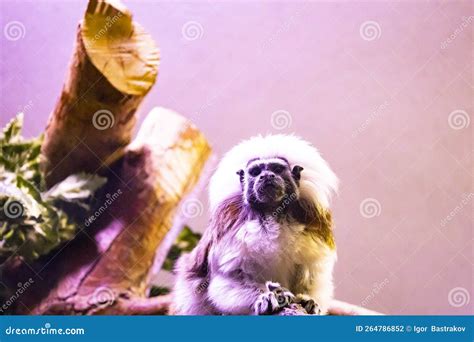 Cute Monkey Sitting In Cage On Farm Stock Photo Image Of Primate