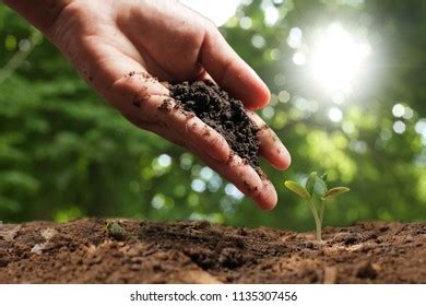 Agriculture Growing Plants Plant Seedling Stock Photo 1135307456