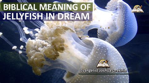 Biblical Meaning Of JELLYFISH In Dreams Jellyfish Dream